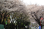 駅前の桜並木